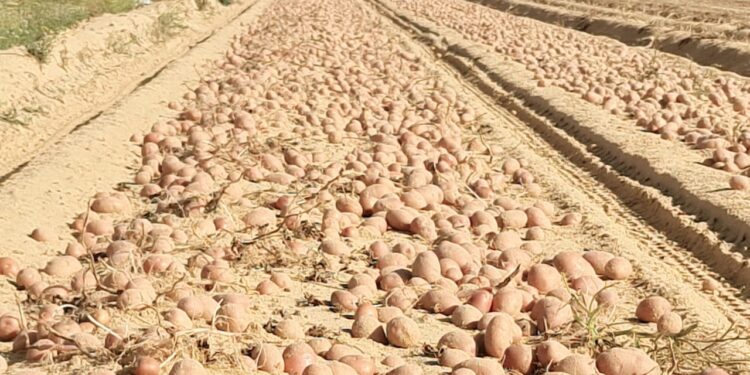 أبرز أنشطة مشروع مكافحة وحصر العفن البني في البطاطس خلال شهر أغسطس