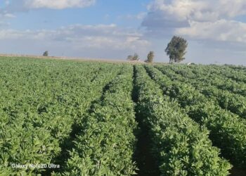 الفول البلدي