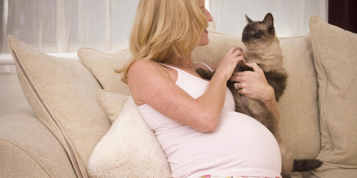 أمراض القطط