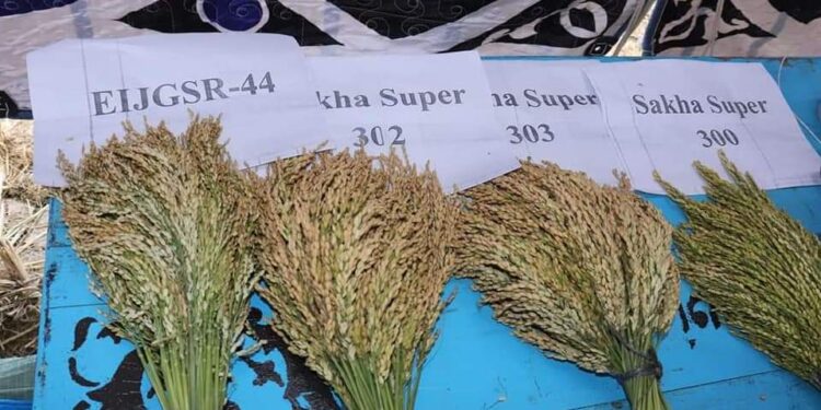 الزراعة تنظم يوم حصاد لأصناف الأرز السوبر مبكرة النضج وعالية الإنتاجية والمقاومة للتغيرات المناخية 1 الأرز