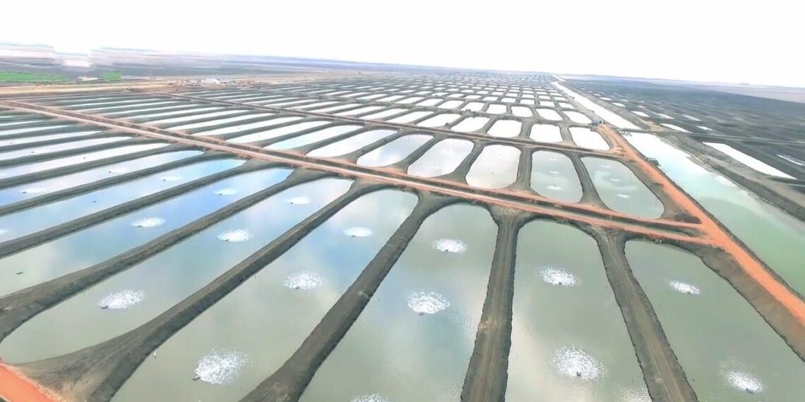 الاستزراع السمكي