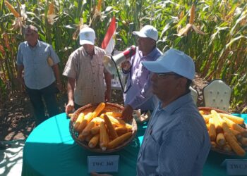 البحوث الزراعية