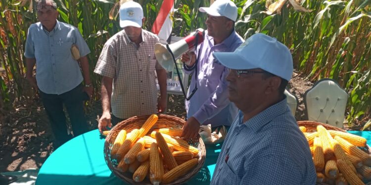 البحوث الزراعية يطلق فعاليات اليوم الحقلي السنوي لبرنامج بحوث الذرة الشامية 1 البحوث الزراعية