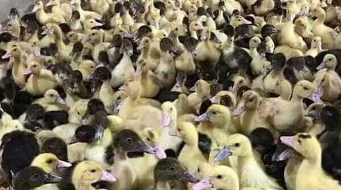 البط.. أكثر الأنواع المحلية انتشارا ومميزاتها 1 البط