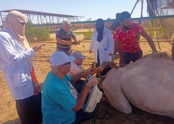 التناسليات الحيوانية