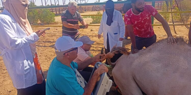 "التناسليات الحيوانية" ينظم قافلة بيطرية مجانية لمحافظة جنوب سيناء 1 التناسليات الحيوانية