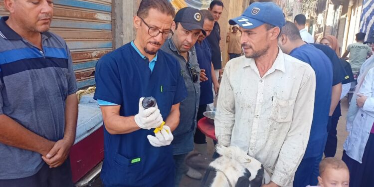 التناسليات الحيوانية