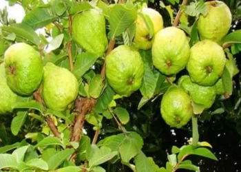 محصول الجوافة