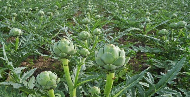 زراعة الخرشوف: فوائد غذائية وعلاجية لا تُقدّر بثمن 1 الخرشوف