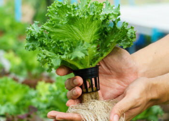 الزراعة الهيدروبونيك