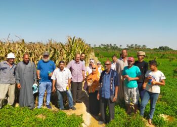 العفن الهبابي