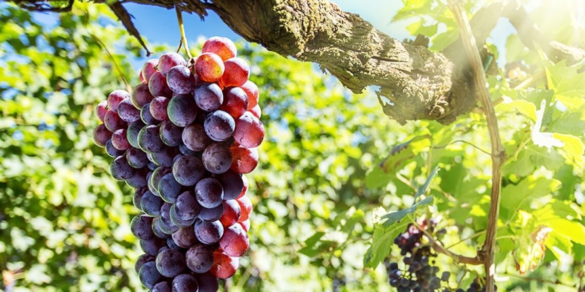 اشتراطات تصدير محصول العنب والتوصيات العامة الواجب اتباعها قبل وأثناء الزراعة 1 المحاصيل الزراعية