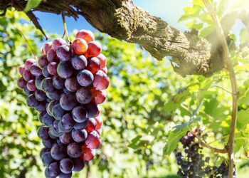 المحاصيل الزراعية