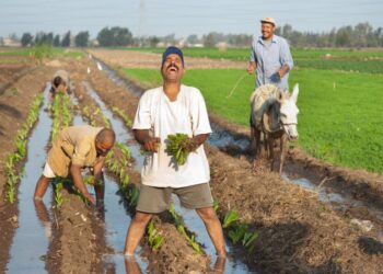 الفلاح المصري