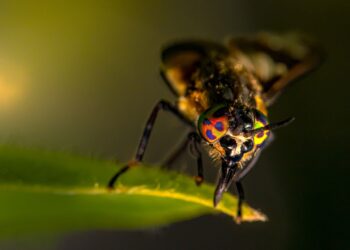 المكافحة الميكانيكية