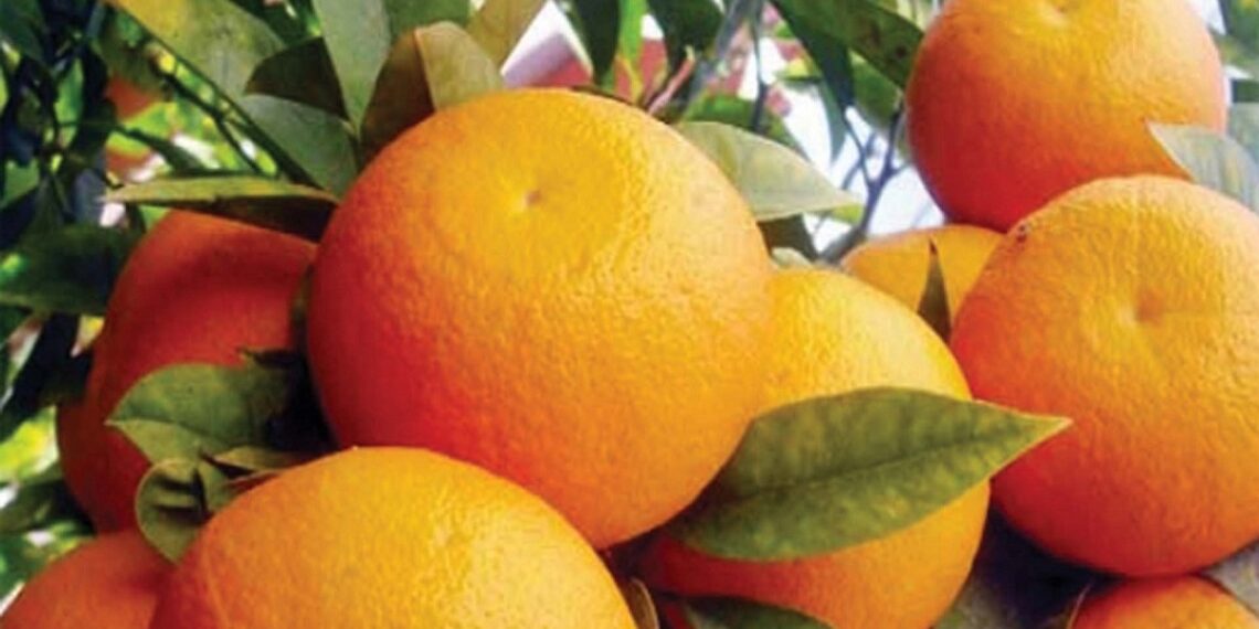 محصول الموالح.. المعدلات والمقننات السمادية المقررة خلال شهر سبتمبر 1 الموالح