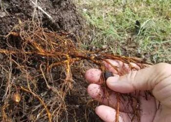 النيماتودا