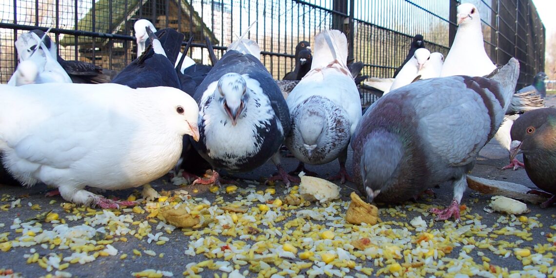 تربية الحمام: التوصيات الهامة للنجاح 1 تربية الحمام