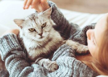 تربية القطط