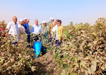 محصول القطن