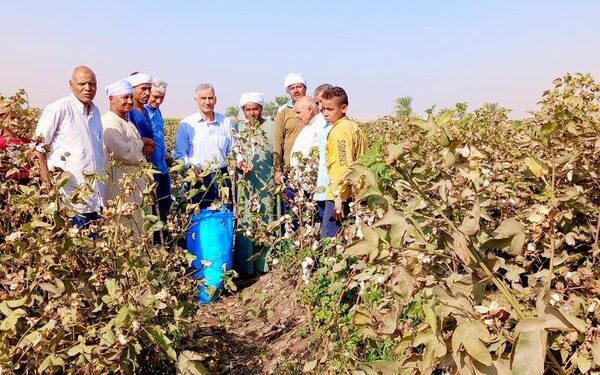 محصول القطن