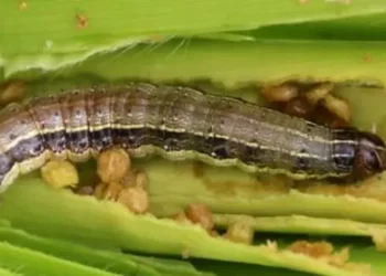 "الزراعة"  و "فاو" يصدران عددا من النشرات والمصلقات الإرشادية لتوعية المزارعين بخطورة دودة الحشد الخريفية وطرق الوقاية منها 1 دودة الحشد الخريفية