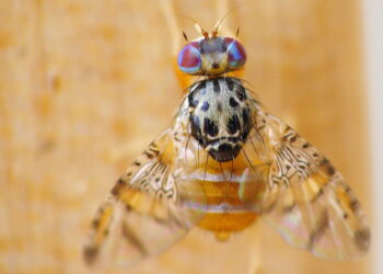 ذبابة البحر الأبيض المتوسط