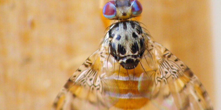 ذبابة البحر الأبيض المتوسط.. طرق الإصابة والأطوار العمرية  1 ذبابة البحر الأبيض المتوسط