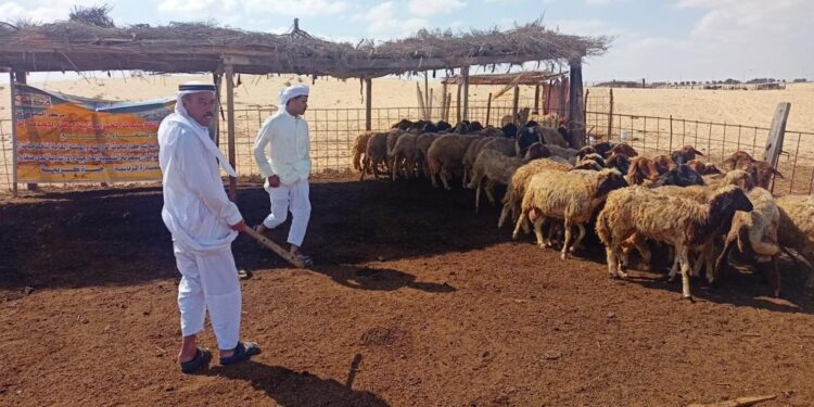 علاج وفحص أكثر من ٤٢٠٠ رأس ماشية مجانا لصغار المربين بمحافظة شمال سيناء 1 رأس ماشية