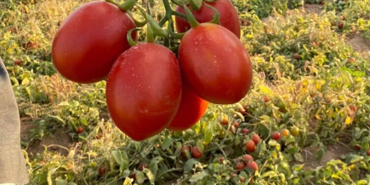 زراعة الهجن وانعكاساتها على مضاعفة إنتاجية الطماطم 1 زراعة الهجن