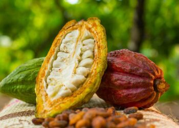 شجرة الكاكاو