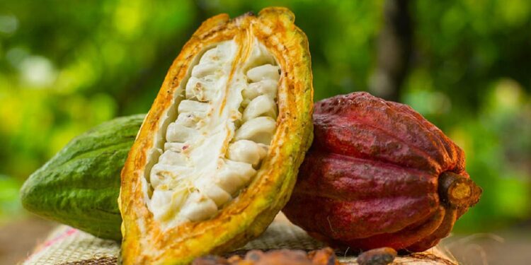شجرة الكاكاو