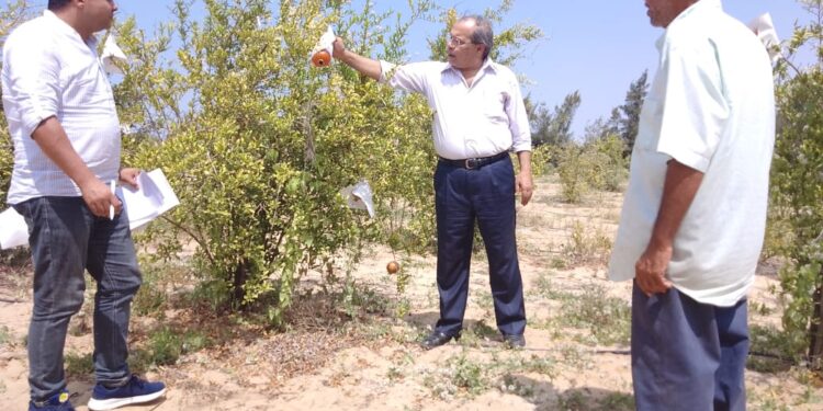 رئيس مركز بحوث الصحراء يتفقد المحطات البحثية بشمال سيناء 1 بحوث الصحراء