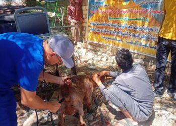 قافلة بيطرية مجانية