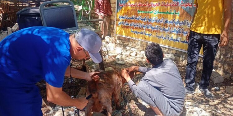 قافلة بيطرية مجانية تفحص 1340 رأس ماشية للمربين بـ جنوب سيناء 1 قافلة بيطرية مجانية