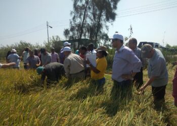 محصول الأرز