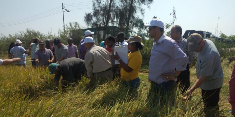 محصول الأرز