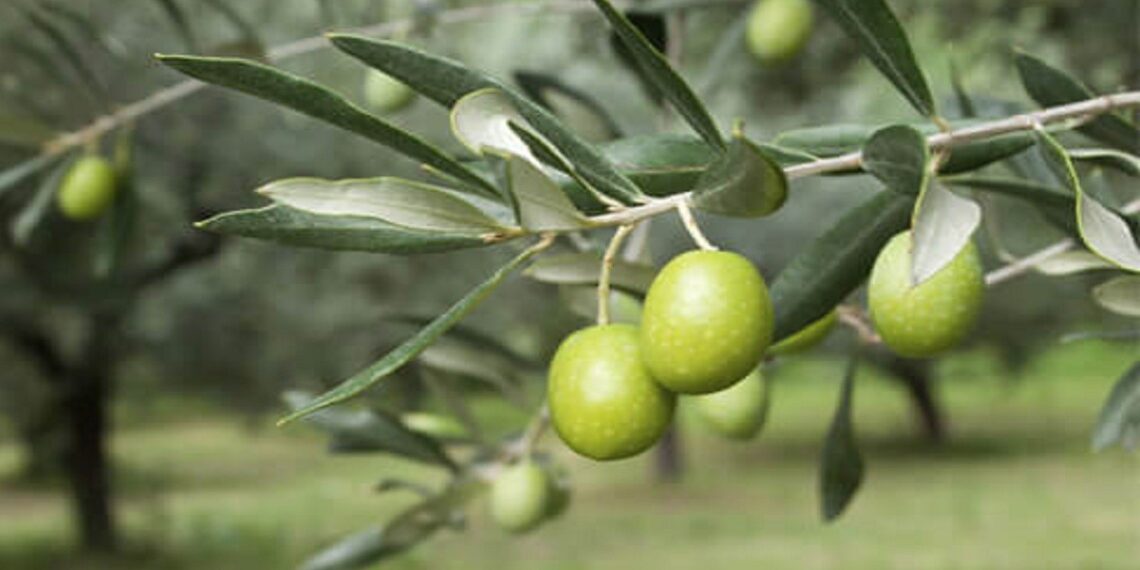 أصناف الزيتون المحلية المتحملة للتغيرات المناخية وطرق مضاعفة إنتاج الزيت منها 1 الزيتون