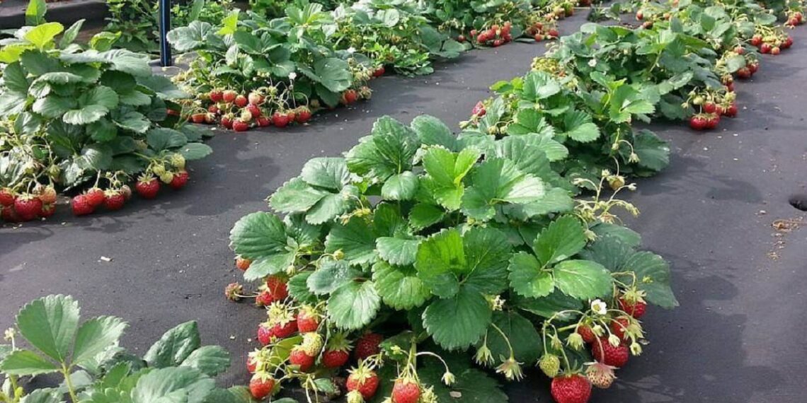 محصول الفراولة