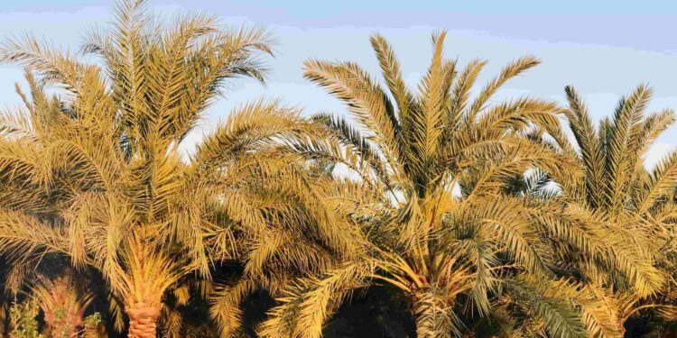 نخيل البلح
