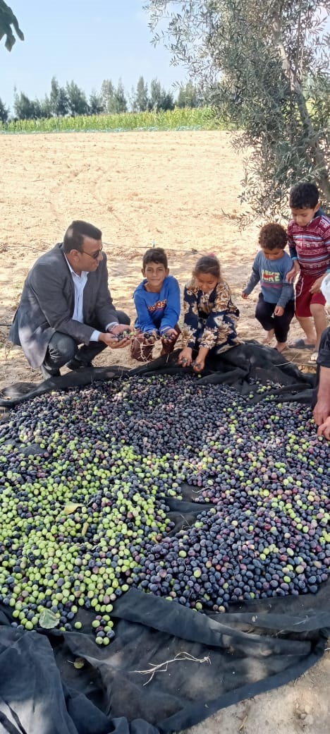 استصلاح الأراضي: حصاد الزيتون في 6 آلاف فدان بمنطقة شرق القناة 12 الزيتون