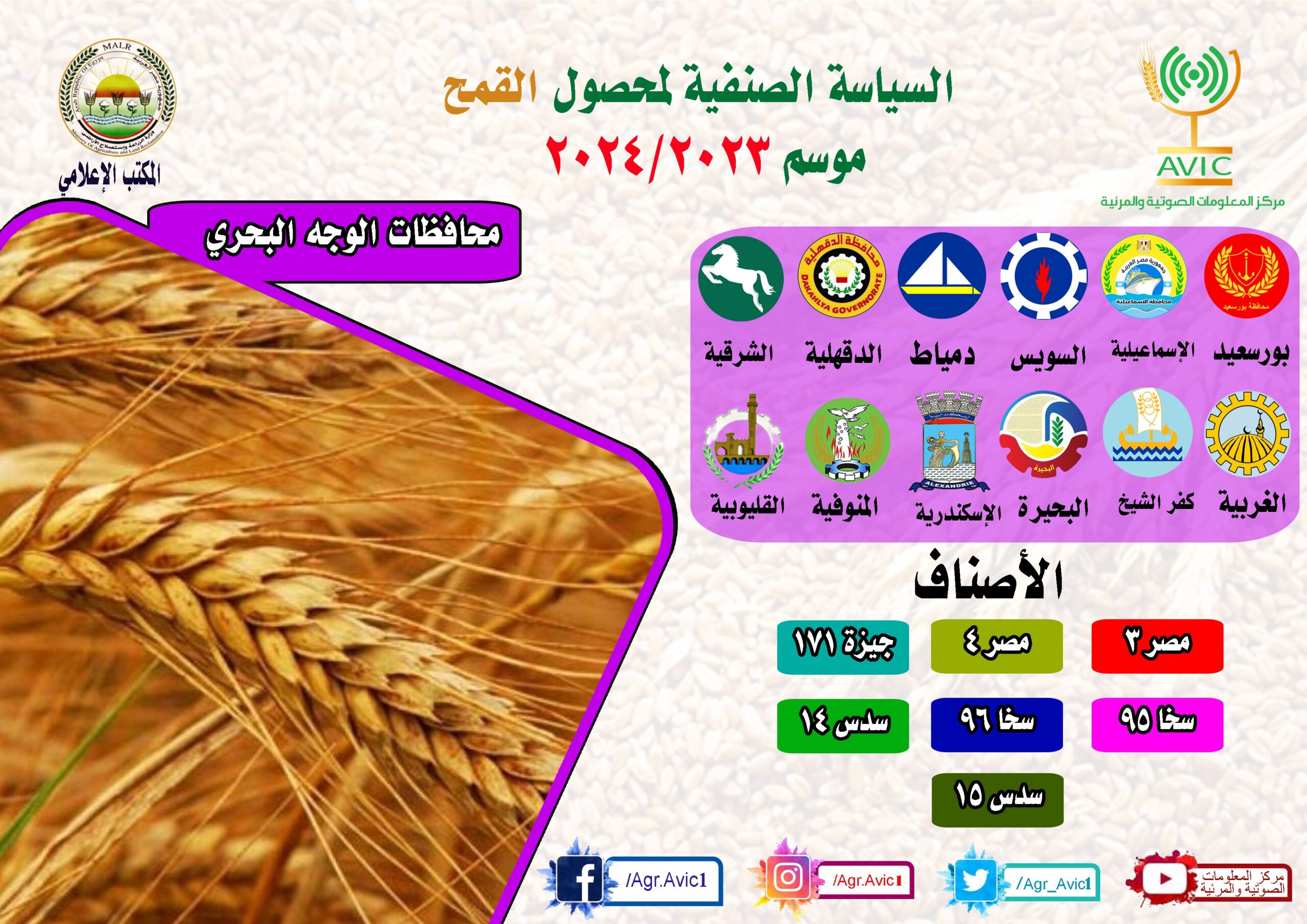 القمح