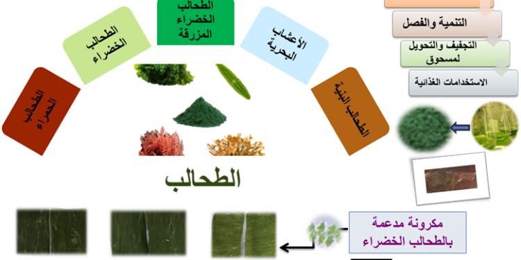 الطحالب مستقبل واعد لتدعيم منتجات المخابز 1 الطحالب