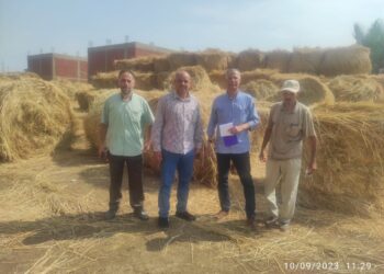 زراعات الأرز .. الإرشاد الزراعي يتابع جولاته التوعوية