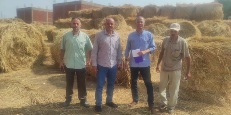 زراعات الأرز .. الإرشاد الزراعي يتابع جولاته التوعوية