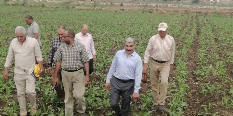 الزراعة تتابع الاستعداد لزراعة القمح وبدء الدورة الزراعية وتدوير قش الأرز بكفر الشيخ 1 الزراعة تتابع الاستعداد لزراعة القمح وبدء الدورة الزراعية وتدوير قش الأرز بكفر الشيخ
