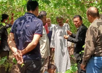 أمراض النباتات