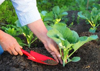 البدائل الطبيعية