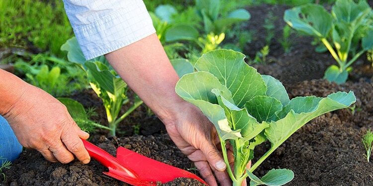 البدائل الطبيعية للأسمدة.. كيف تصنع "السوبر فوسفات" بنفسك؟ 1 البدائل الطبيعية