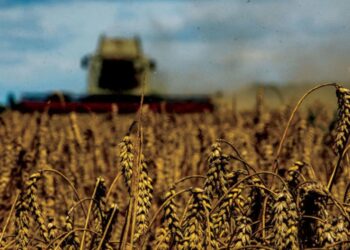 التكثيف المحصولي